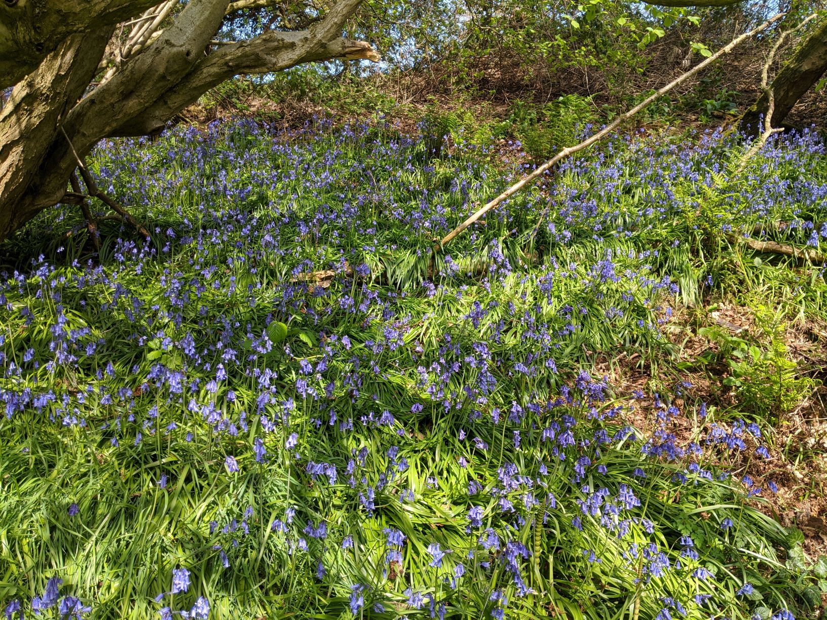 Bluebells in Mill Lane, April 16th 2020